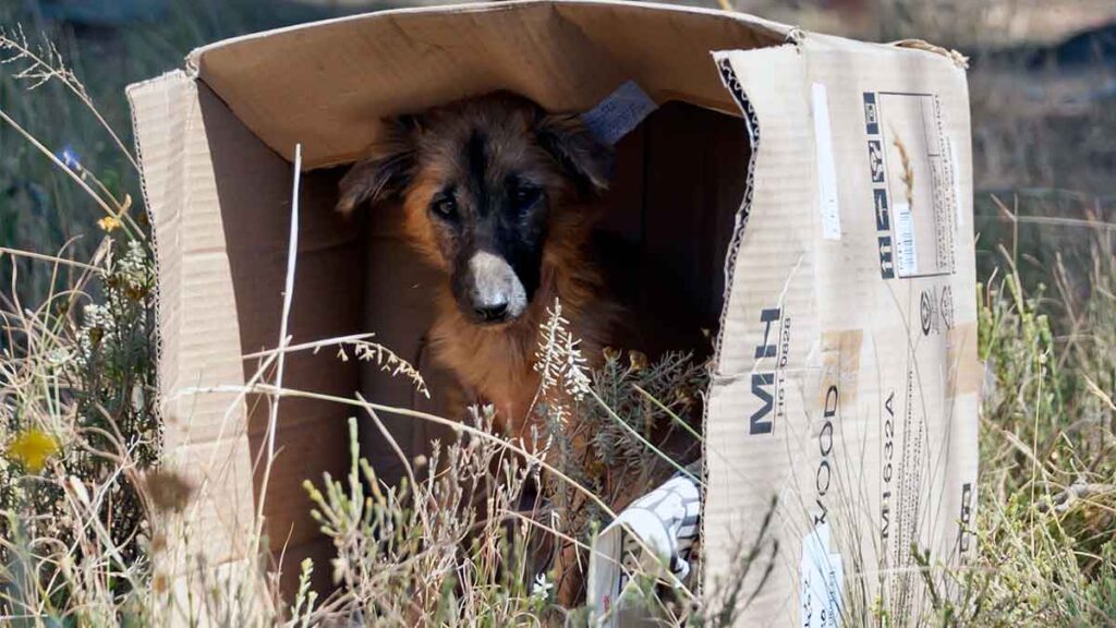 foto-free-maus-tratos-cao-gato-animais-jf-juiz-de-fora